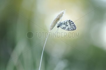 Marbled White on grass Prairies du Fouzon France
