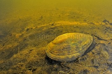 Giant Floater in peat bog Prairies du Fouzon France
