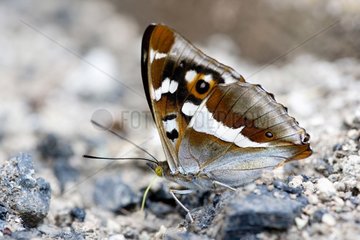Purple Emperor placed on the floor France
