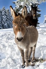 Provence donkey standing in the snow France