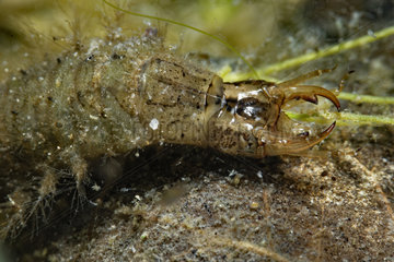 Great silver water beetle larva (Hydrophilus piceus) in a pond  Prairies du Fouzon  Loir-et-Cher  France