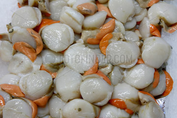 Scallop nuts (Pecten maximus) at the fish market of Fecamp fishing port  Normandy  France