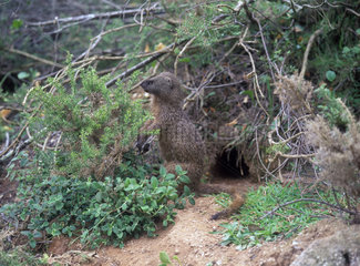 Egyptian mongoose  Herpestes ichneumon. Next to the entrance of the burrow to watch what happens in the surroundings  Portugal