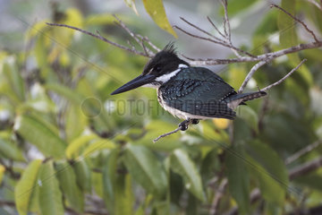Amazon Kingfisher (Chloroceryle amazona) female on branch  Pantanal  Brazil