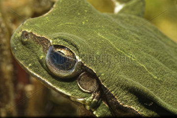 Tree frog eye (Hyla arborea) in a pond  Prairies du Fouzon  Loir-et-Cher  France