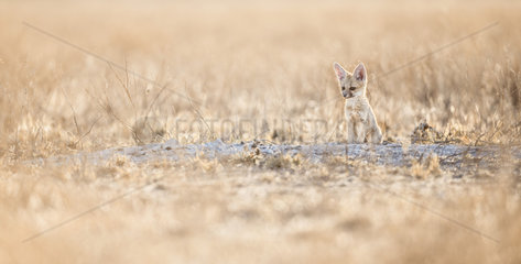Cape Fox (Vulpes chama) young against the light in the first light of the sun  Central Kalahari  Botswana