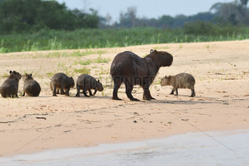 Capybara (Hydrochoerus hydrochaeris) family on the river sand  Pantanal  Brazil