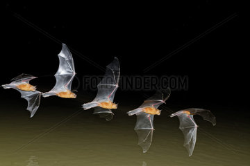 Bulldog Bat (Noctilio leporinus) in flight  Pantanal  Brazil