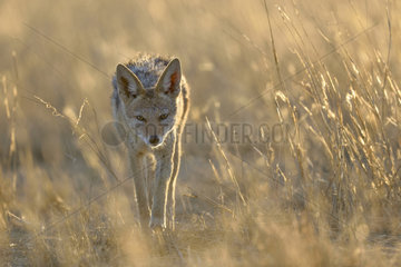 Black-backed jackal (Canis mesomelas) in tall grass  Kgalagadi  Botswana