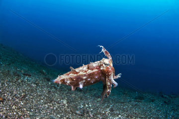 Stumpy cuttlefish (Sepia bandensis) in open water  Lembeh Strait  Indonesia
