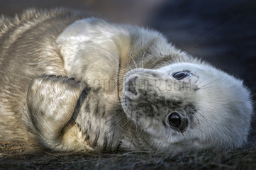 Portrait of young gray seal (Halichoerus grypus)  Louth  Donna Nook  UK