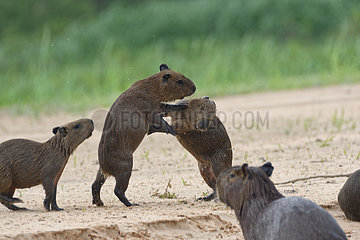 Capybara (Hydrochoerus hydrochaeris) young playing  Pantanal  Brazil