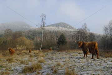 Highland cows in winter  Dambach  Northern Vosges Regional Nature Park  France