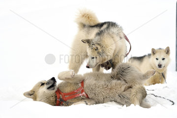 Ssled dogs playing  Ittoqqotoormit village  East Greenland