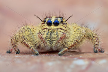 Portrait of a female jumping spider (Hyllus diardi).