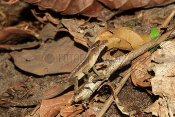 Stream Anole (Norops oxylophus) on ground  Costa Rica