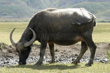A buffalo grazing near a village near Lugu Lake Yunnan