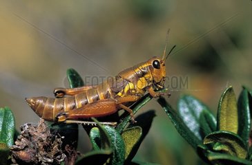 Female Brown mountain grasshopper on a leaf Europe
