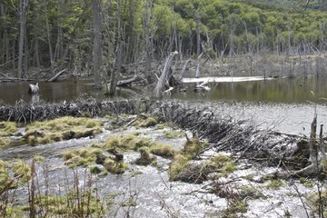 Beaver dam on a river Tierra de Fuego Argentina