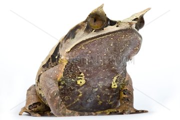 Long-nosed Horned Frog Studio