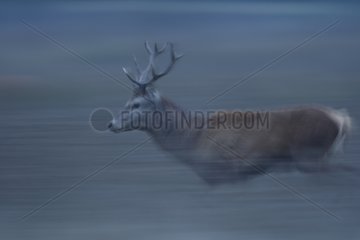 Male Red deer running Spain