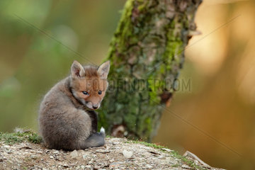 Red fox (Vulpes vulpes)  Young  Ardennes  Belgium