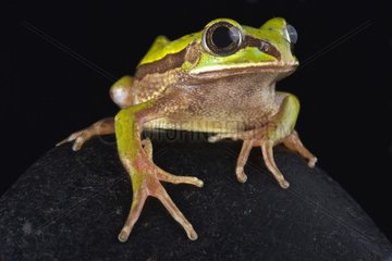The Big-eyed frog (Leptopelis nordequatorialis) is found on savannas in northern Cameroon.