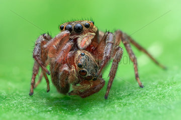 Cannibalism of jumping spider. Female (Hasarius adansoni) eat another female (Hasarius adansoni).