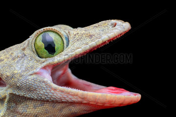Smith's Green-eyed Gecko (Gekkonidae - Gekko smithii) profile.