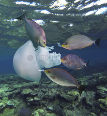 Several Streaked spinefoot (Siganus javus) eating a piece of a plastic bottle. Group of animals eating a jellyfish. These fish have already been seen to nibble on translucent plastic objects that look quite like a jellyfish to them. Kuwait  Persian Gulf - Composite image. Composite image