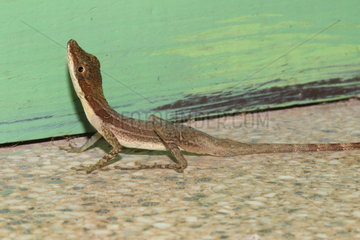 Slender Anole (Anolis limifrons)  Costa Rica