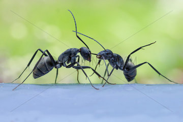 Monster-head Carpenter Ants (Camponotus sp.  subgenus Myrmosericus) pulling the antenna of a congener
