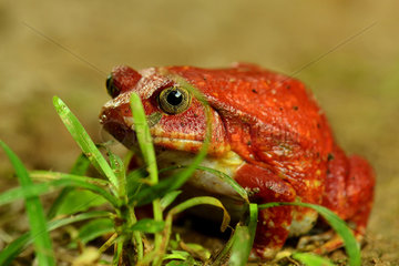 Tomato frog (Dyscophus antongilii)  Madagascar  Andre Peyrieras Collection  Mandrake Park