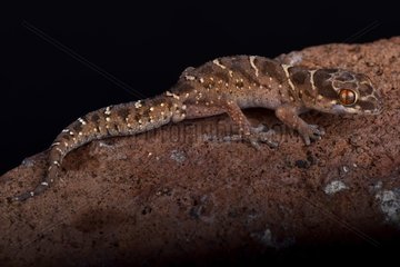 Van Son's thick-toed gecko (Pachydactylus vansoni) is a terrestrial and nocturnal species found in Southern Africa.