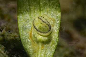 Newt larva in the egg in a pond  Prairies du Fouzon  Loir-et-Cher  France