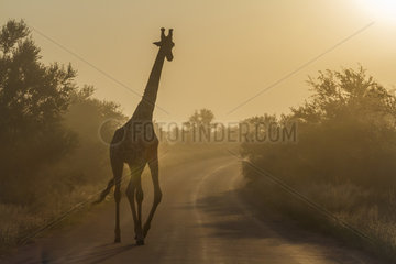 Giraffe (Giraffa camelopardalis) in Kruger National park  South Africa.