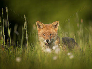 A Red Fox (Vulpes vulpes) Vixen approaches in the Peak District National Park  UK