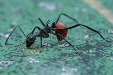 A spiny ant (Formicidae - Polyrhachis (Myrmhopla) abdominalis) licking on granite floor.