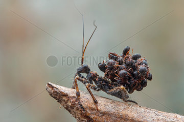 Ant-Snatching Assassin Bug (Reduviidae - Acanthaspis sp.) carrying a bunch of dead ant carcass (Formicidae - Dolichoderus sp.).