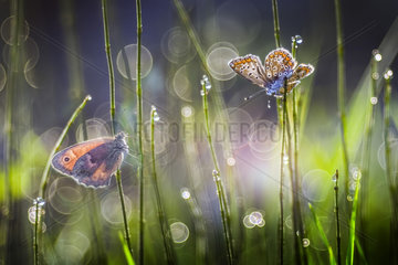 Two butterflies among the dew of the grass  Italy