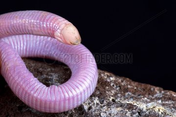 Wedgesnouted Worm Lizard (Monopeltis decosteri)
