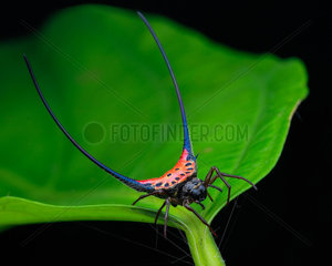 Long spine orb weaver spider (Macracantha arcuata) on a grean leaf.
