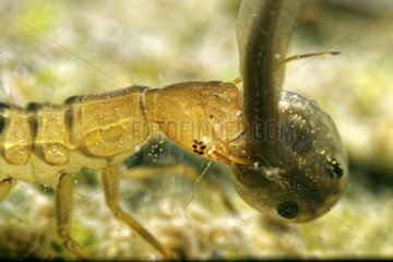 Larva of Great diving beetle(Dytiscus marginalis) predation on Treefrog tadpole  in a pond  Prairies du Fouzon  Loir-et-Cher  France