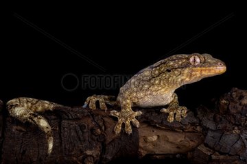 The Wahlberg's velvet gecko (Homopholis wahlbergii ) is a large nocturnal gecko species endemic to Southern Africa.