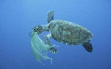 Sea turtle swallowing a plastic bag much like a jellyfish that is one of its natural foods. Atlantic ocean - Composite image. Composite image