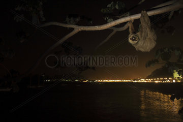 Hoffman's two-toed sloth (Choloepus hoffmanni) at night in urban area. Amador Causeway  Balboa  Panama  Isla Flamenco  Isla Perico  Isla Naos  Pacific Ocean