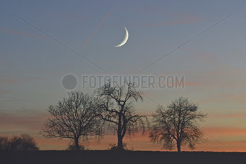 Moon and fruit trees at sunset in winter  Brognard plateau  Doubs  France