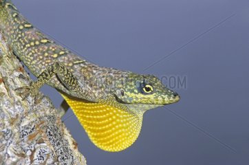 Portrait of a male Green anole on a branch Martinique