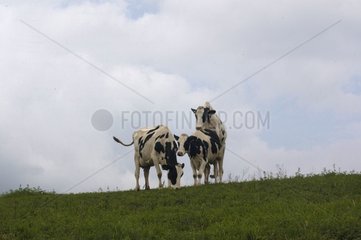 Prim'Holstein en chaleur grimpant sur une autre femelle