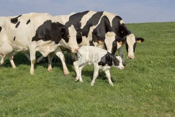 Kalb und Herde von Kuhprimer Holstein auf einer Wiese Frankreich